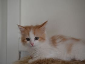 Babajewo's Nachwuchs wächst und wird immer kuschliger