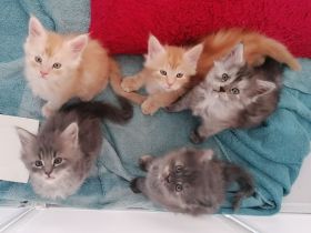 Maine coon kitten XXL (reinrassig)