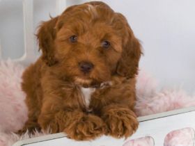 Goldene Doodle-Welpen.