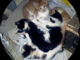 Katze Kitten reinrassig EKH Hauskatze Schutzgebühr Babykatze