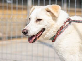 Kann PETE dein Herz erobern?