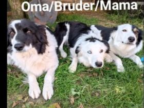 Reinrassige Border Collies Welpen vom Birkenhof