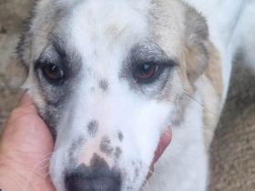 Cleo sucht Ihre Menschen