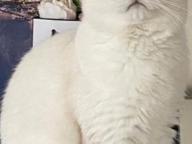 Deckkater Britisch Kurzhaar Silver shaded point Blulgruppe A