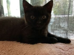 BKH Kater sucht liebes Zuhause ab sofort