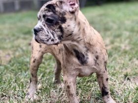 Französische Bulldoggen