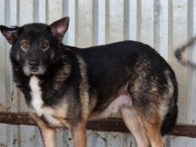 JayJay, freundlich aber ängstlich