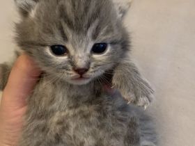 BKH Kitten 2 Weibchen abgabebereit