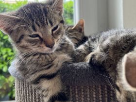 Zwei Kätzchen suchen ein neues zu Hause