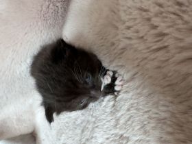 Katzenbabys, Mutter BKH mix, Vater Maine Coon mix