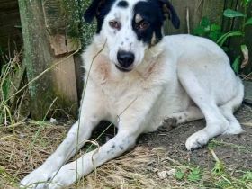 HÜNDIN TABBY, kastriert, noch in Griechenland