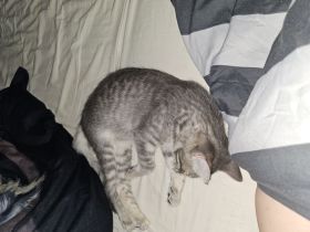 Liebe volle verschmuste katze sucht neues Zuhause