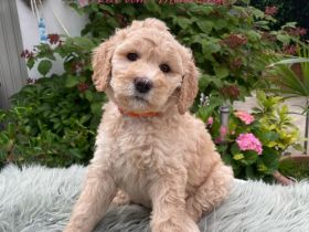 Grosspudel Königspudel Welpen mit Ahnentafel suchen liebevolles Zuhause!