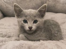 Russisch Blau Katzen mit Stammbaum