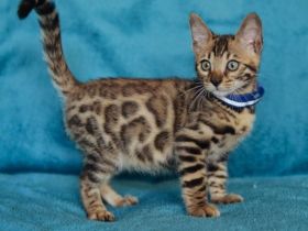 Bengalische Kätzchen.