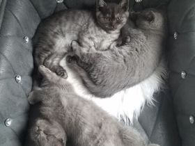 Reinrassige BKH Kitten