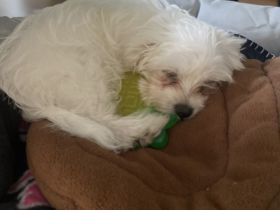 Malteser Welpen 🐶