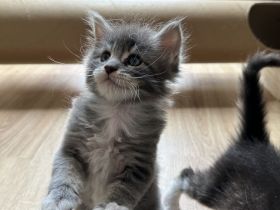 Maine Coon Kitten Katzenbabys