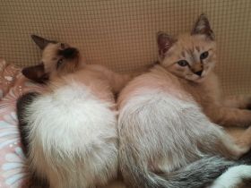 Katerchen  suchen  ein Zuhause