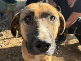 Kasper 4-jähriger, netter Rüde, 60 cm, wird ein super netter Begleiter