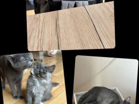 BKH/BLH Kitten (männlich) ab sofort abzugeben