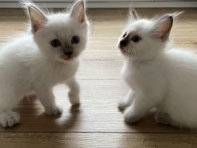 Heilige Birma Kitten Katerchen