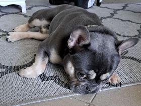 Französische Bulldogge