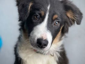 Mini Australian Shepherd, Aussie, Australien Junghunde