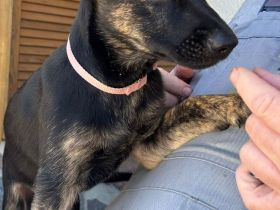 Malinois / X-Herder Welpen