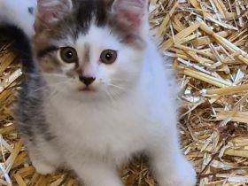 Wunderschöne Kätzchen