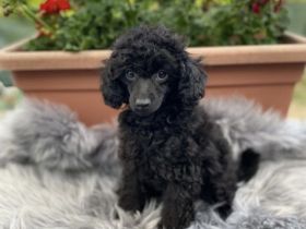 Reinrassige schwarze Zwergpudel