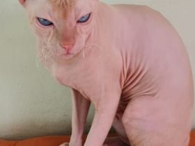 Don sphynx kater
