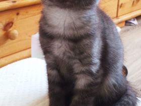 Main Coon - Russisch Blauhaar Mix Kätzchen