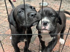 Cane Corso Italiano A Wurf