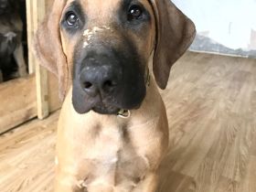 Unser hübscher reinrassige Rhodesian Ridgeback junger Rüde sucht ein neues liebevolles Zuhause.