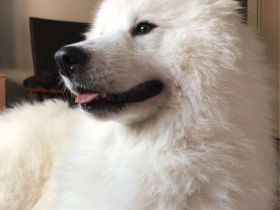 Reinrassiger samojede deckrüde