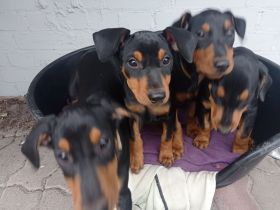 Deutscher Pinscher Welpen