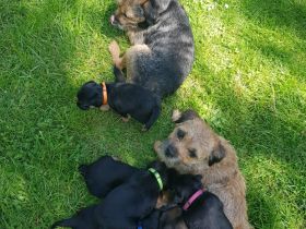 Border terrier welpen