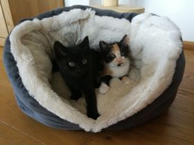 Babykatze Kitten Glückskatze