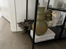 BKH KITTEN (2 Kater noch verfügbar)
