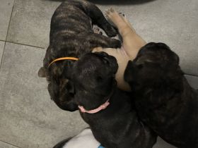 Reinrassige Französische Bulldoggen