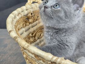 Reinrassige BKH-Kätzchen - Mai Katzen