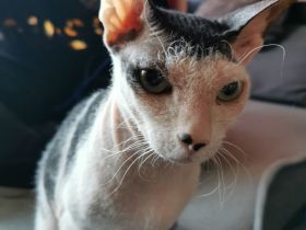 Main coon - norwegische waldkatze und sphynx brush