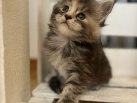 Reinrassige Maine Coon Kitten mit Stammbaum