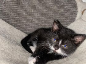 6 wunderschöne Baby Kater