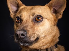 Kesu, sehr quirlige, sportliche, agile Mischlingshündin sucht aktives Zuhause