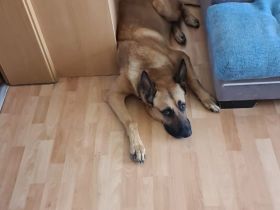 Deutscher Schäferhund Malinois Mix