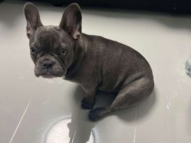 Französische Bulldoge