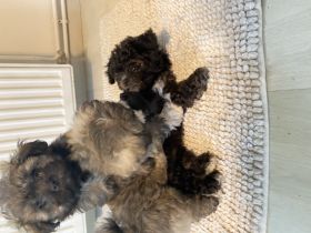 Bolonka zwetna Welpen