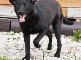 Irma sucht ein wunderschönes Zuhause.